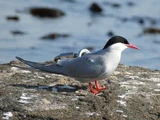 Arctic Tern
