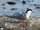 Arctic Tern