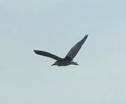 in flight