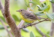 Female