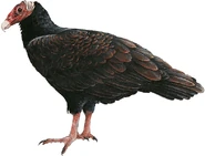 Tropical Turkey Vulture (Cathartes aura ruficollis)