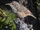 Canyon Wren