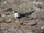 Sooty Tern