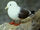 Red-legged Kittiwake