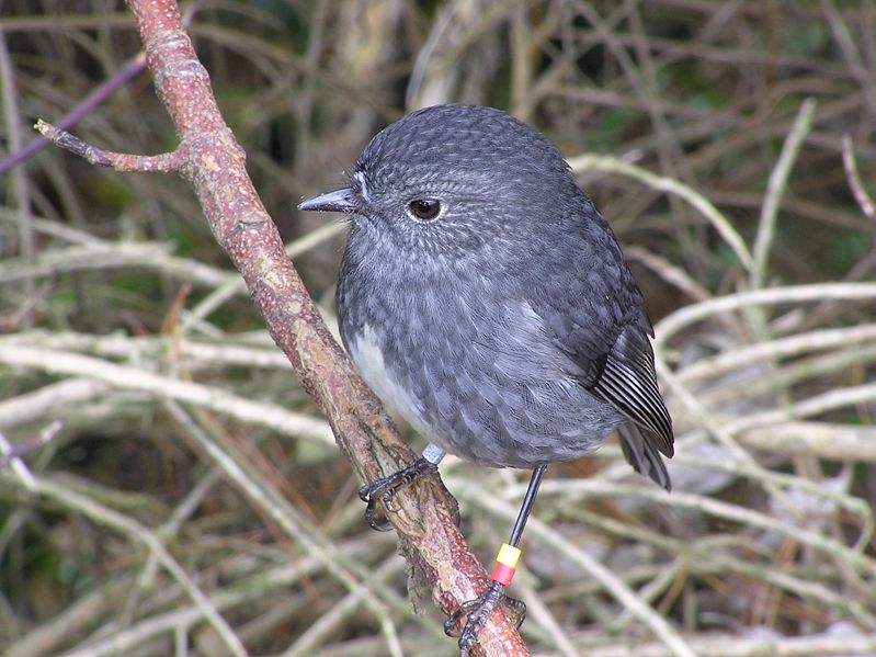 Australasian robin - Wikipedia