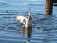Female stretching wings.
