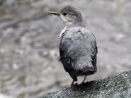 Juvenile American Dipper