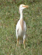 Adult in breeding plumage.