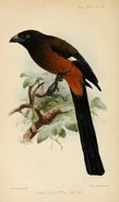 Illustration of the Andaman Treepie