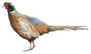 Satchu Oasis Pheasant (Phasianus colchicus satscheuensis)