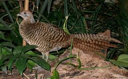 Golden Pheasant, Birds Wiki