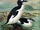 Great Auk