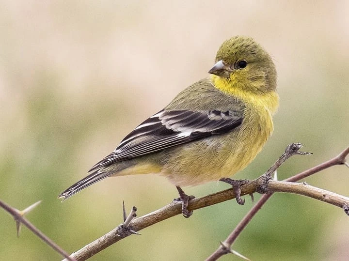 Lesser Goldfinch Female