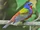 Painted Bunting