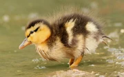 The black and yellow bumblebee patterned down of this duckling is clearly visible in this shot.