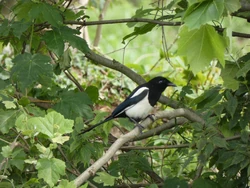 melanotan 1 peptide Eurasian Magpie | Birds Wiki