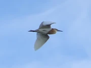 The Squacco Heron looks much whiter in flight.