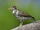Spotted Sandpiper