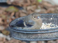 Juvenile Bullfinch.jpg (46 KB) Juvenile