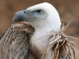 Griffon Vulture