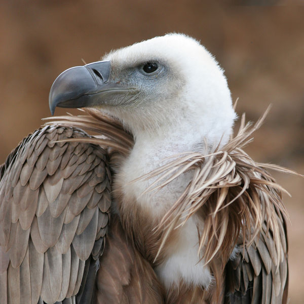 Common griffon, bird