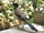 Black-headed Jay