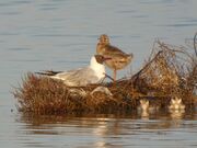 Black headed gull nest