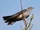 Common Cuckoo