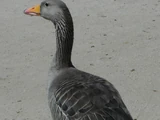Greylag Goose