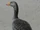 Greylag Goose