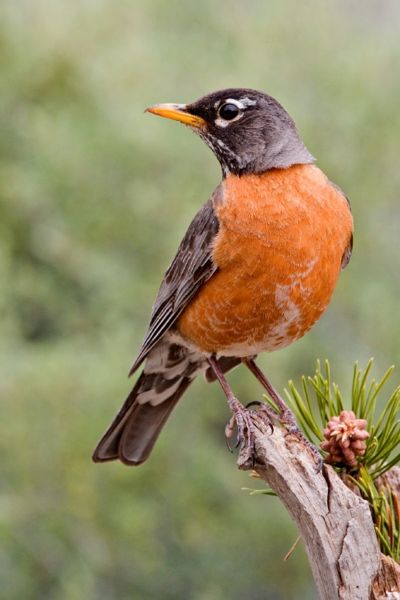 American robin - Wikipedia