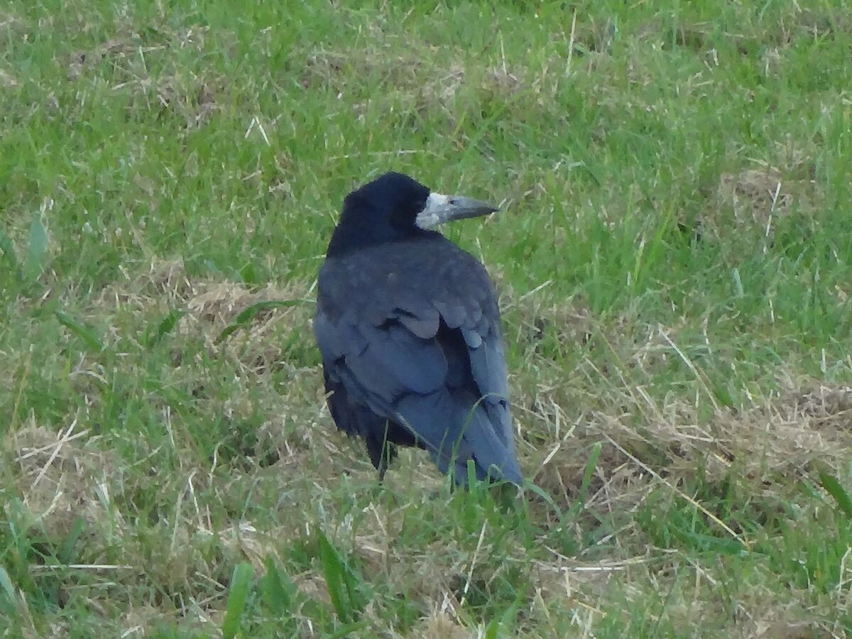 Rook (bird) - Wikipedia