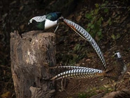 Twomales.jpg (61 KB) Two adult males.