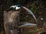 Lady Amherst's Pheasant