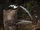 Lady Amherst's Pheasant