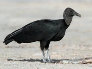 Adult Black Vulture
