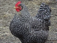 grey hen