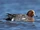 Eurasian Wigeon