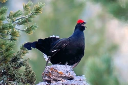 THE  GROUSE & THE BLACK GROUSE セット experience-beauty-male-black-