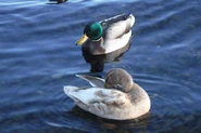 Preening leucistic female with a normal male.