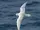 Snow Petrel