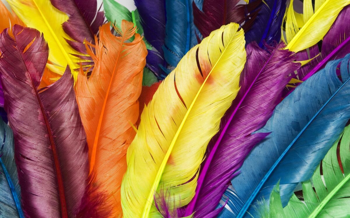 Feathers | Birds Wiki | Fandom