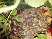 Most passerines, such as these , are altricial.