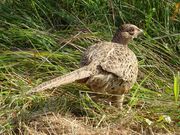 Ms pheasant