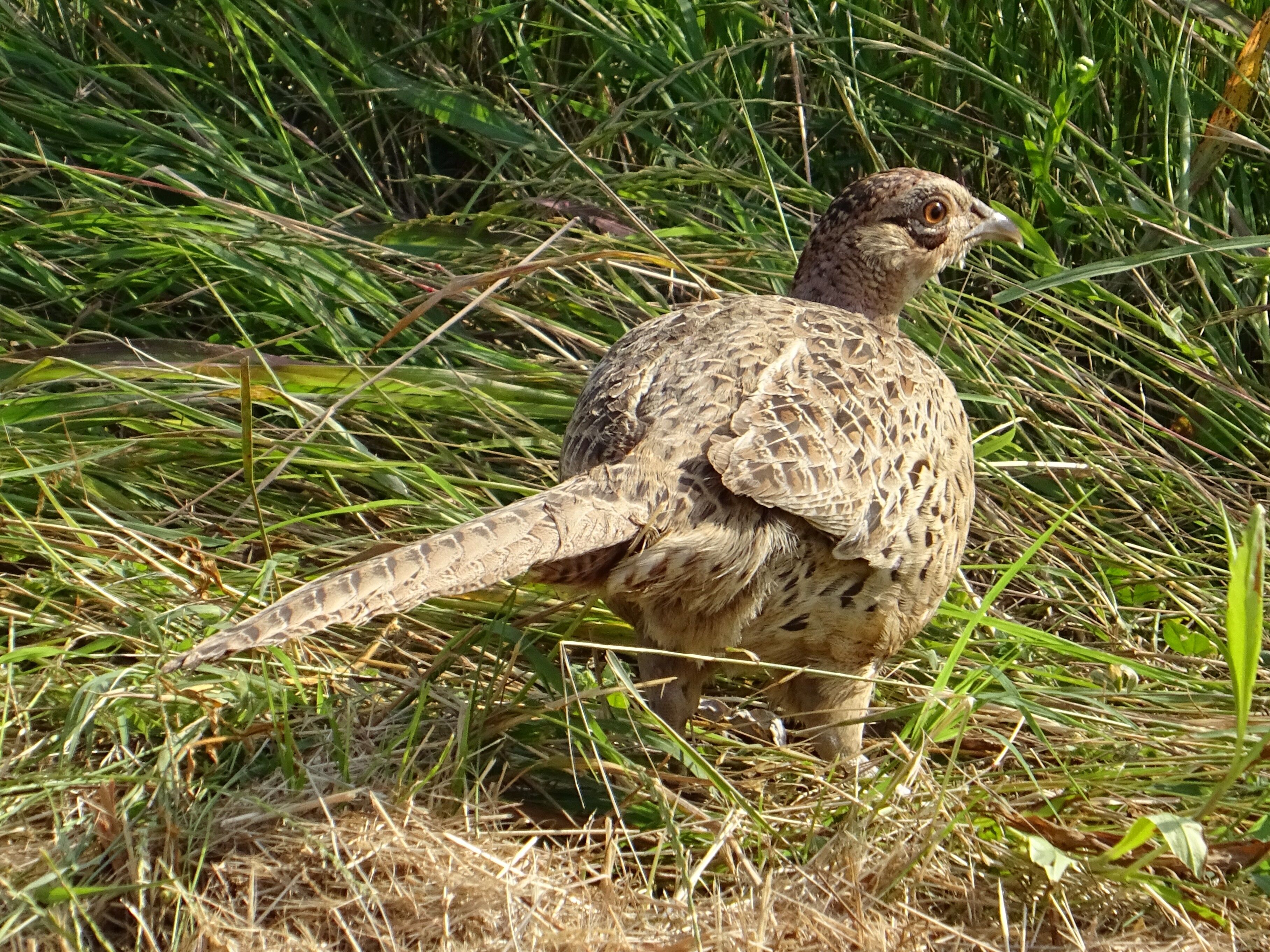 Common pheasant - Wikipedia