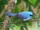 African Blue Flycatcher