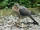 Eurasian Sparrowhawk