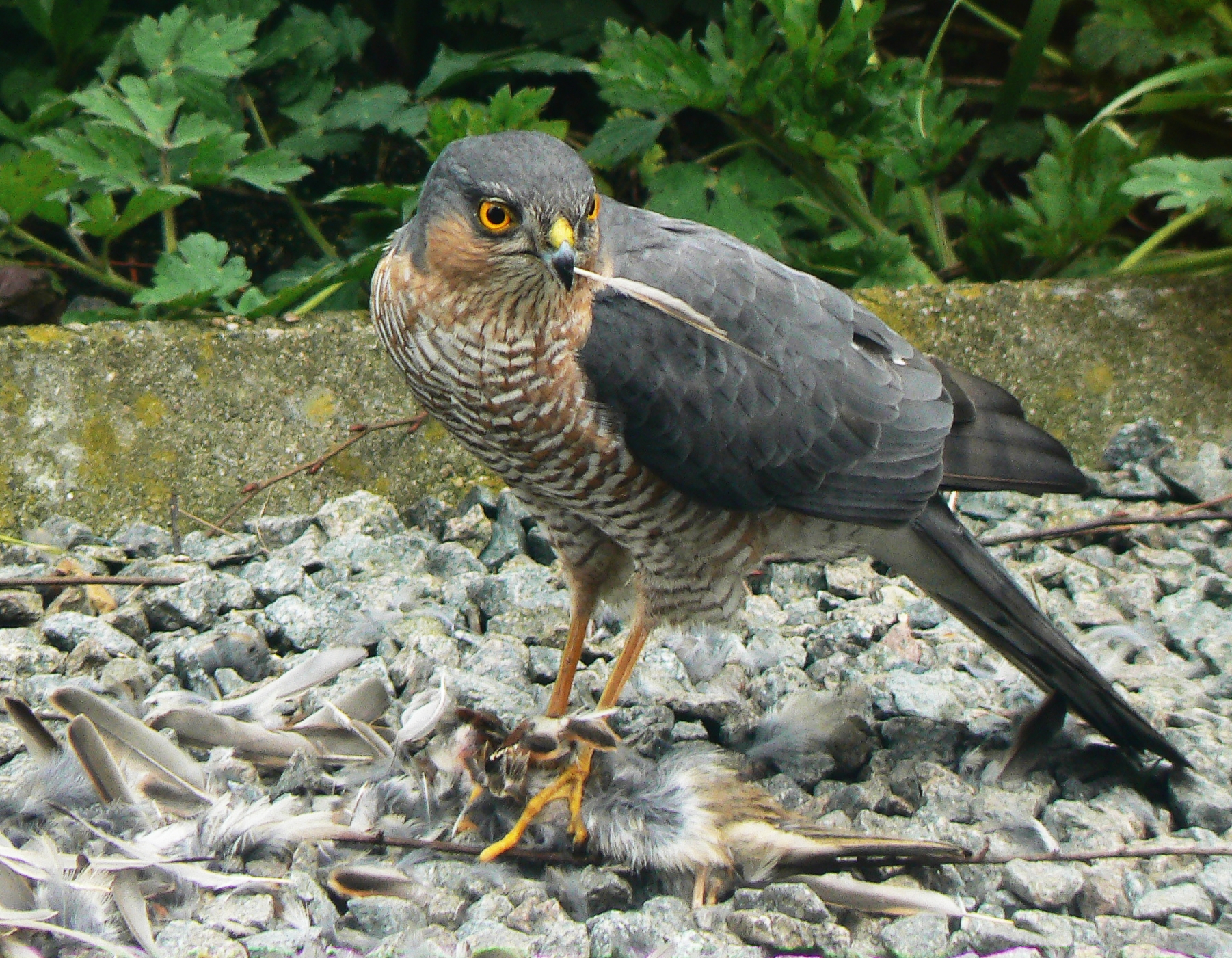 Eurasian sparrowhawk - Wikipedia