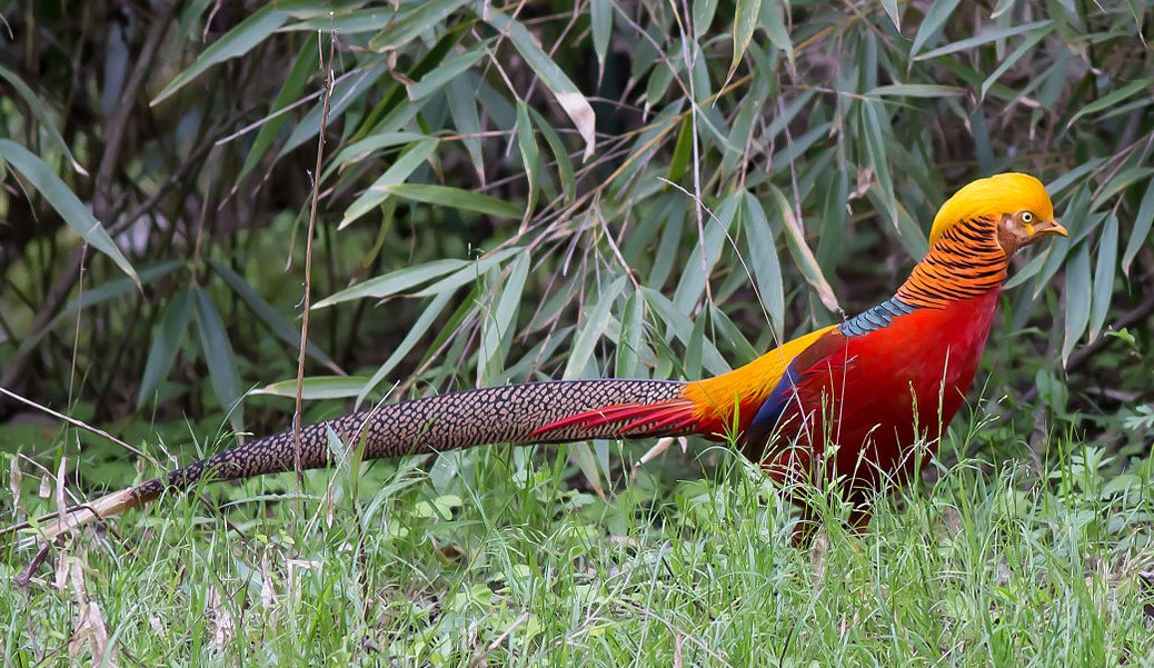 Golden Pheasant - Facts, Diet, Habitat & Pictures on