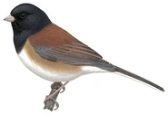 Oregon Junco (Junco hyemalis oreganus) male